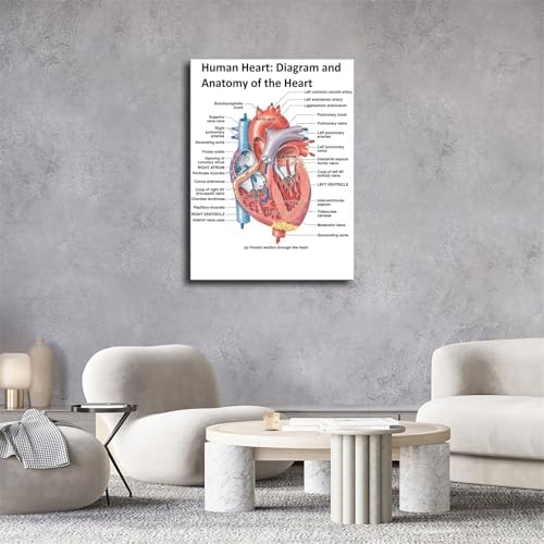 Heart Anatomy Poster Canvas Wall Art Print Framed 12x16inch