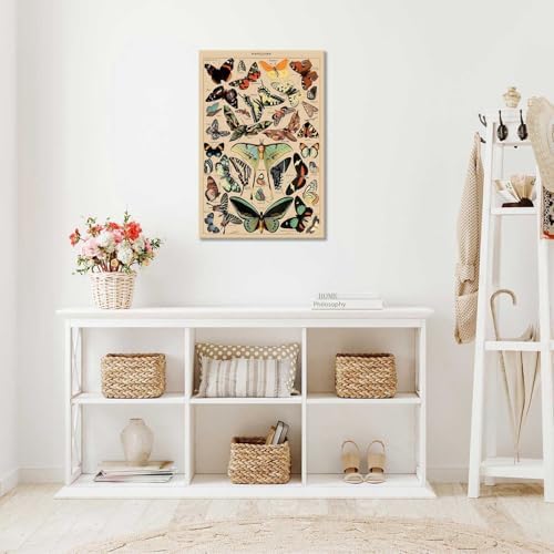 North American Butterfly Atlas Framed Poster 12x16in