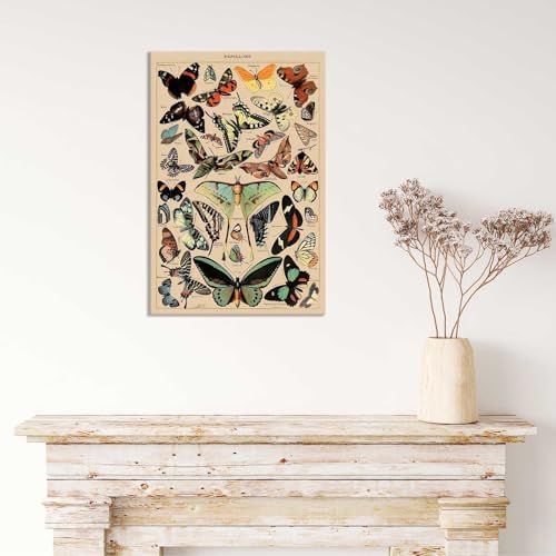 North American Butterfly Atlas Framed Poster 12x16in