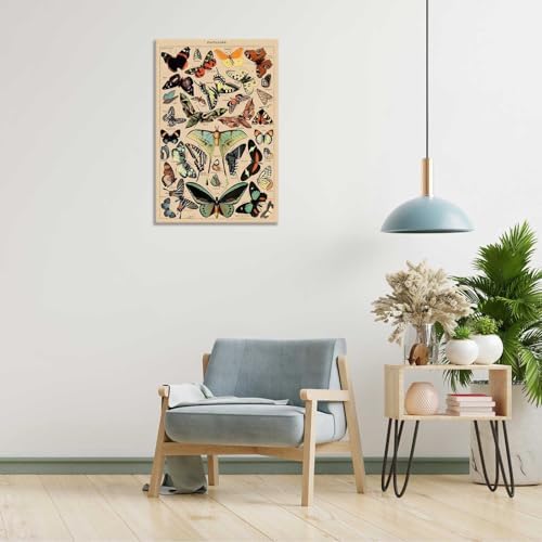 North American Butterfly Atlas Framed Poster 12x16in