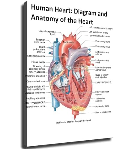 Heart Anatomy Poster Canvas Wall Art Print Framed 12x16inch