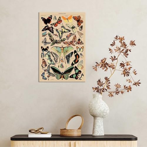 North American Butterfly Atlas Framed Poster 12x16in
