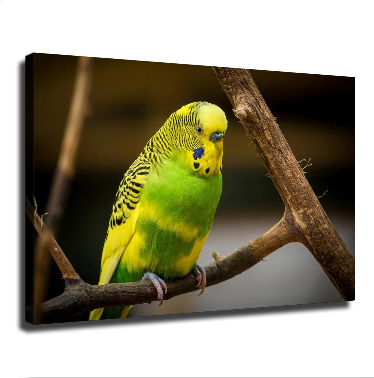 Cute Bird Parakeet Parrot Wall Art Poster Canvas Print Framed 20x30inch