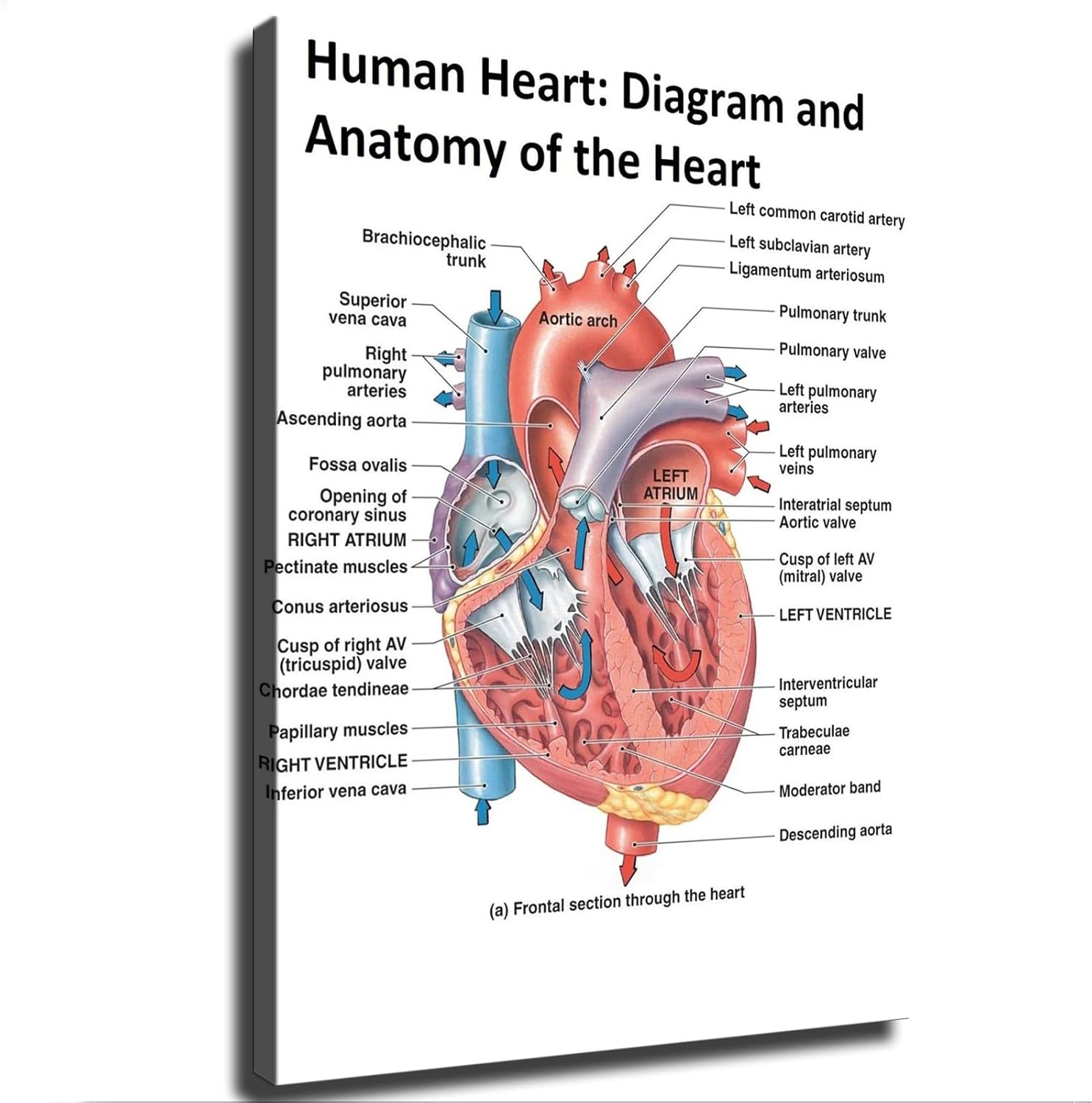 Heart Anatomy Poster Canvas Wall Art Print Framed 12x16inch