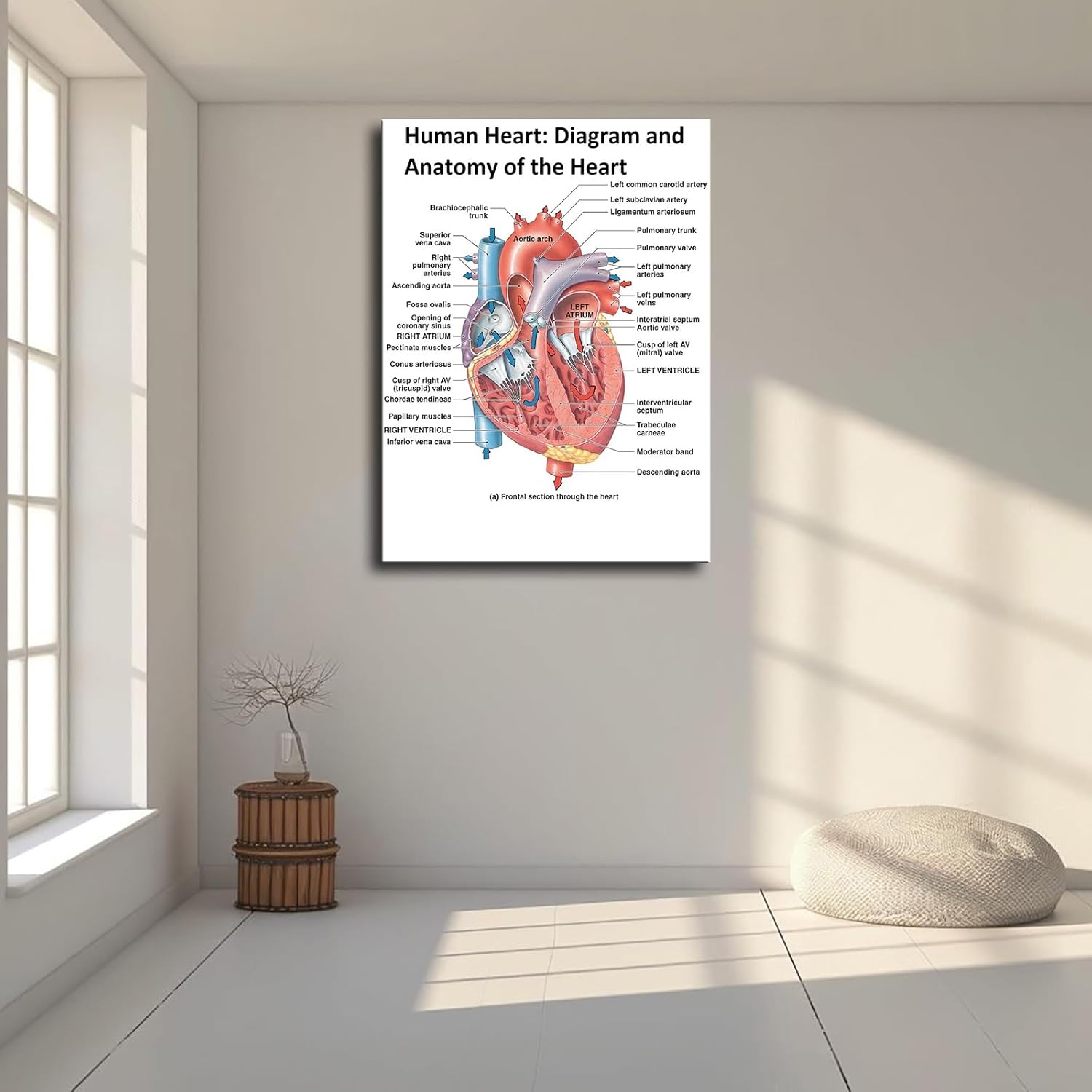 Heart Anatomy Poster Canvas Wall Art Print Framed 12x16inch