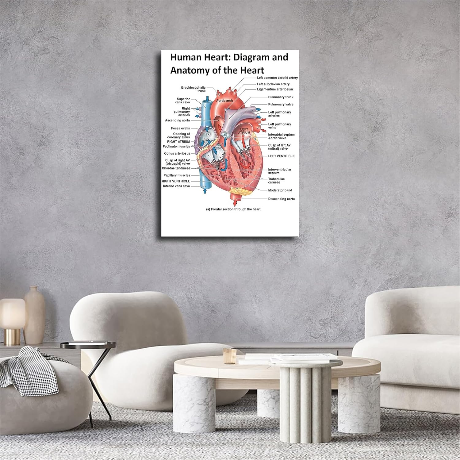 Heart Anatomy Poster Canvas Wall Art Print Framed 12x16inch