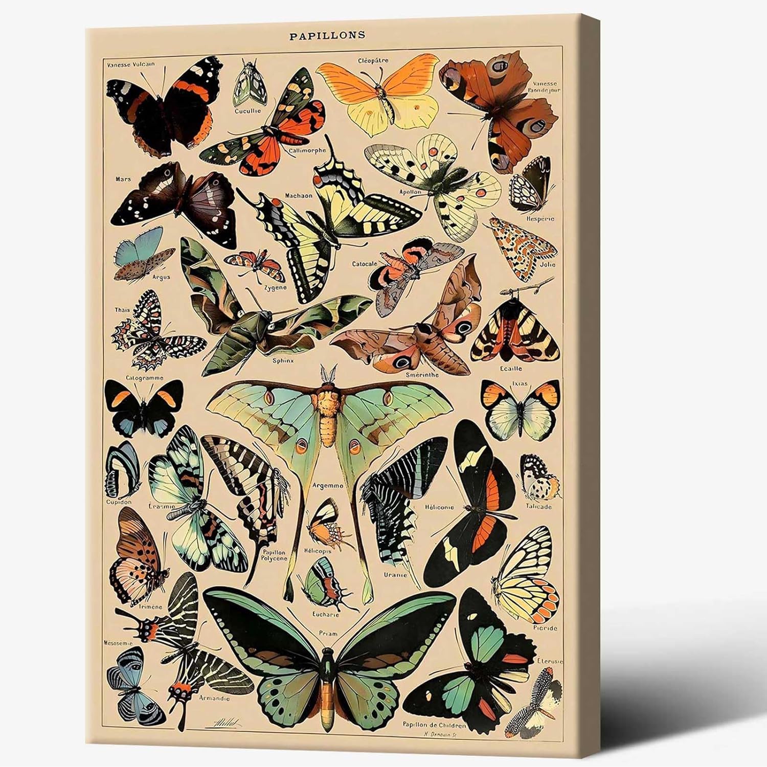 North American Butterfly Atlas Framed Poster 12x16in