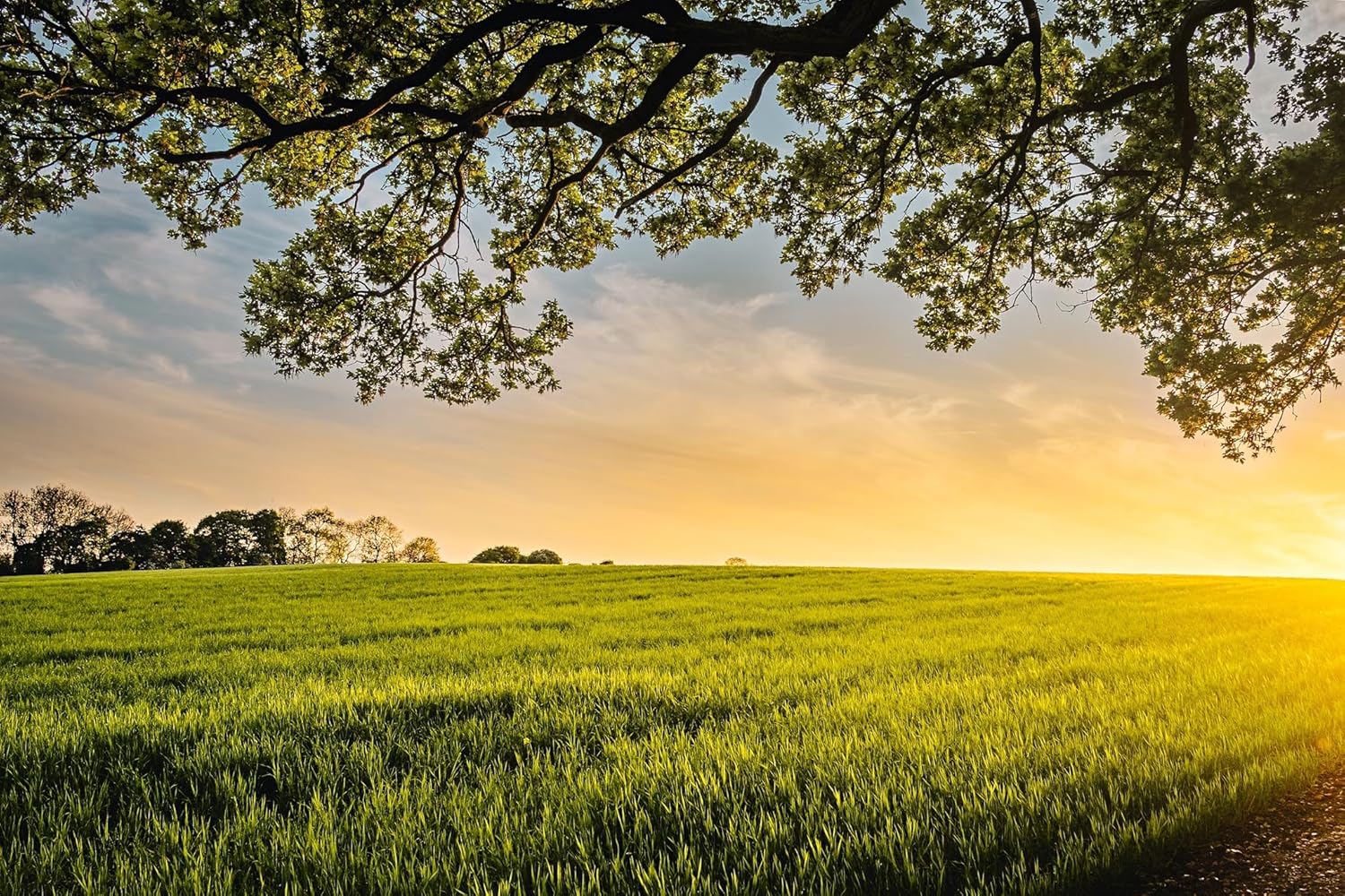 Generic Deep Horizon Green Eden Pasture Canvas Wall Art
